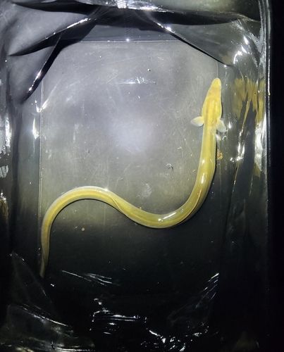 ウナギの釣果