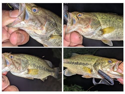 ブラックバスの釣果