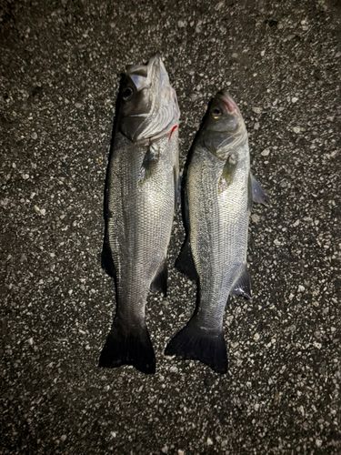 シーバスの釣果
