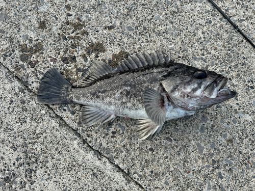 クロソイの釣果