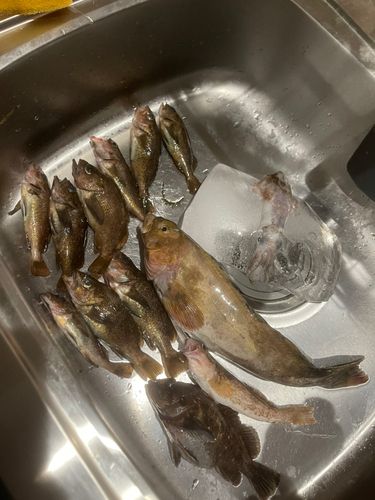 アイナメの釣果