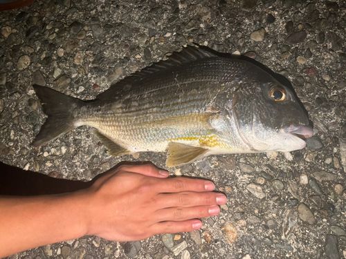 ヘダイの釣果