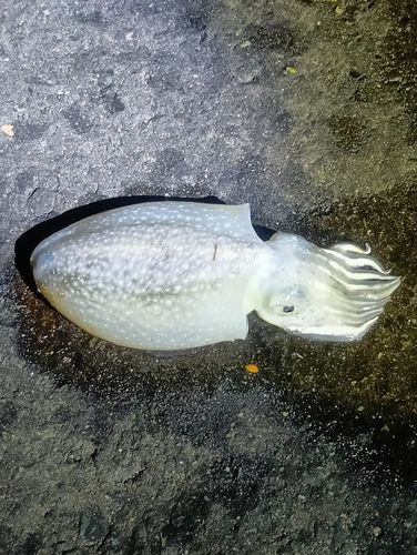 シリヤケイカの釣果