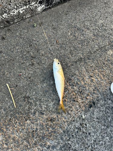 マアジの釣果