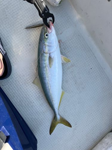 ヤズの釣果