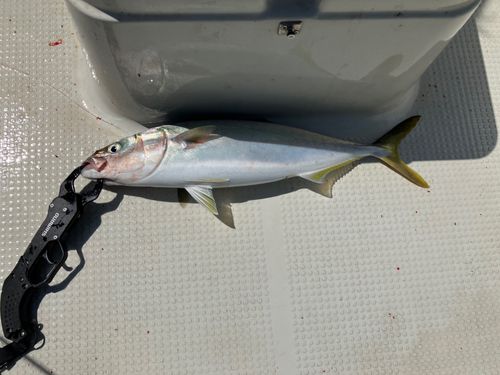 ヤズの釣果