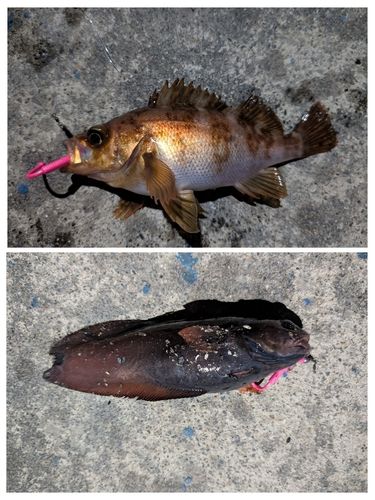 アカメバルの釣果