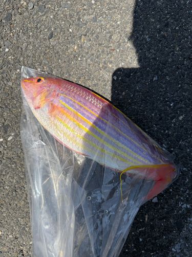 イトヨリダイの釣果