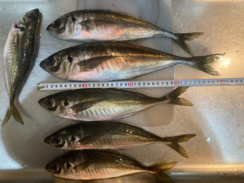 アジの釣果