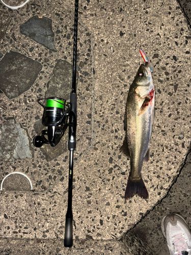 シーバスの釣果