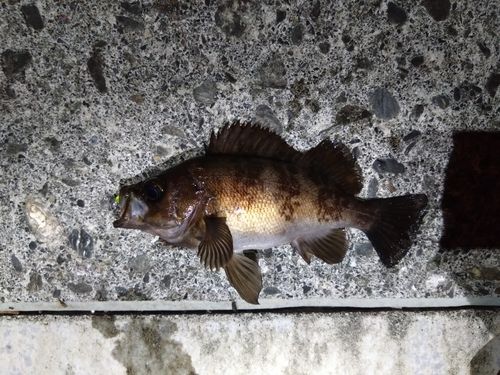 メバルの釣果