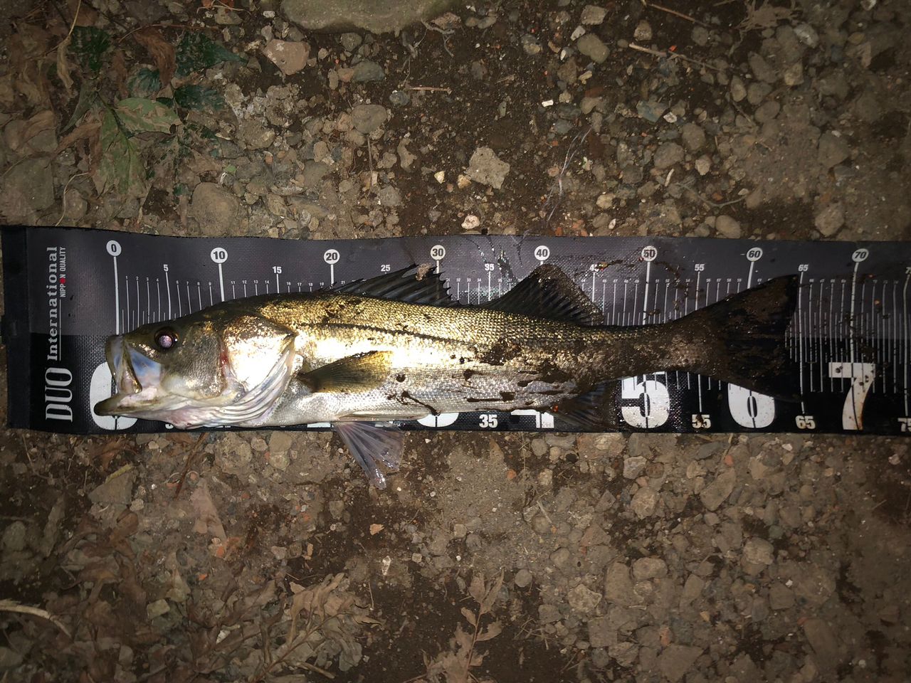 DAIWA 22イグジスト PC LT3000-XHの最安値・インプレ・釣果 | 本音の