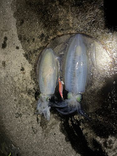 アオリイカの釣果