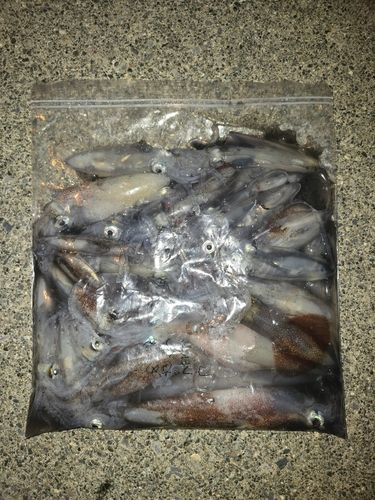ヒイカの釣果
