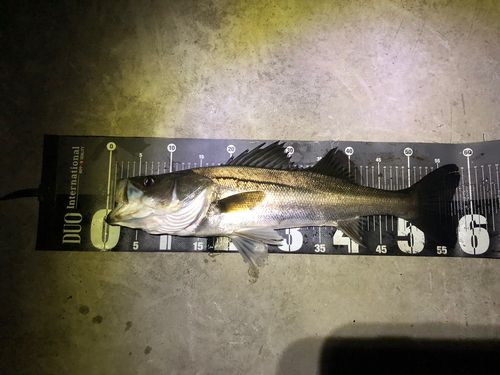 シーバスの釣果
