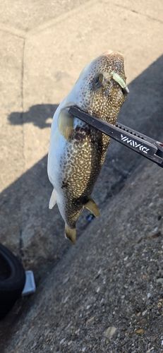 フグの釣果