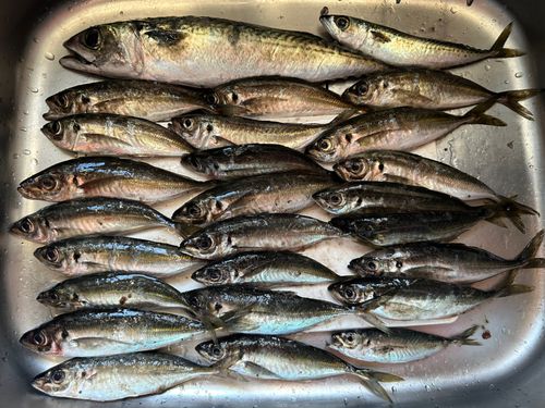 アジの釣果