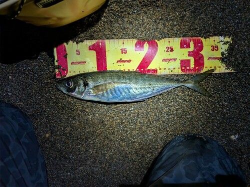 マアジの釣果