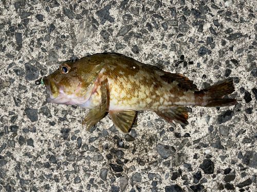 カサゴの釣果