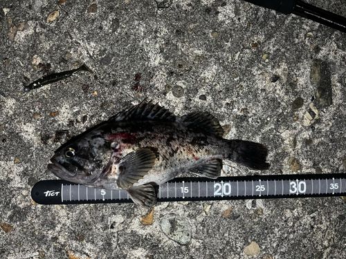クロソイの釣果