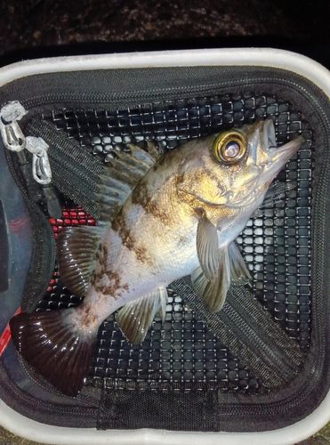 メバルの釣果