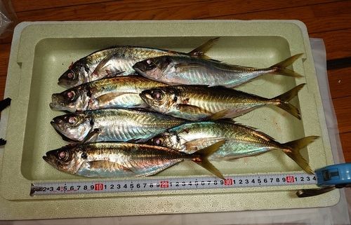 マアジの釣果