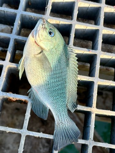 グレの釣果