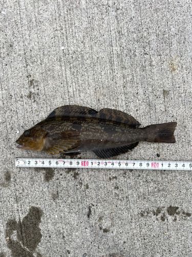 アイナメの釣果