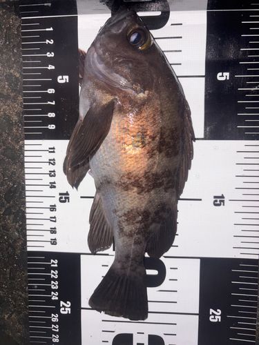 メバルの釣果
