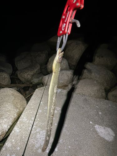 ウナギの釣果