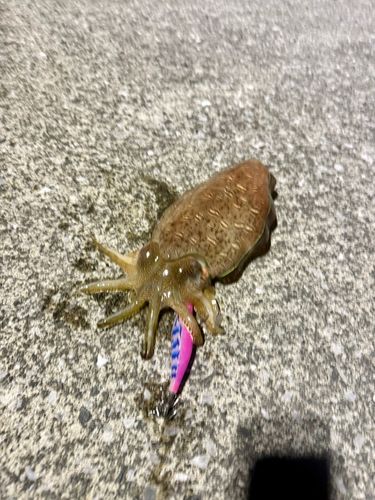 コウイカの釣果