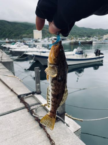 アブラコの釣果
