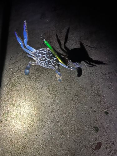 カニの釣果