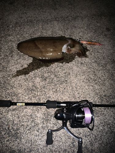モンゴウイカの釣果