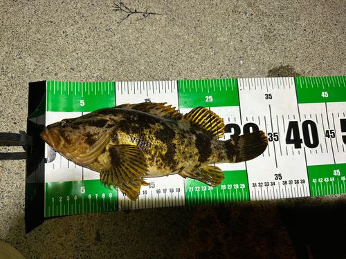 タケノコメバルの釣果