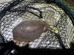 シリヤケイカの釣果
