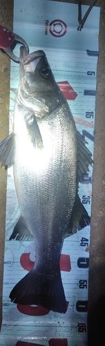 ヒラスズキの釣果