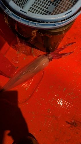 シロイカの釣果