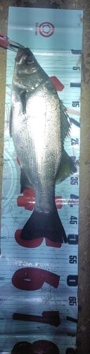 フッコ（ヒラスズキ）の釣果