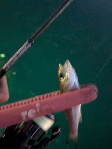 クロムツの釣果