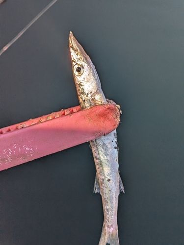 アカカマスの釣果