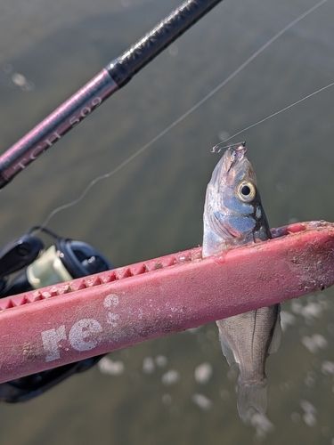 セイゴ（ヒラスズキ）の釣果