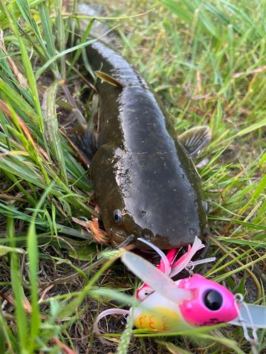 ナマズの釣果