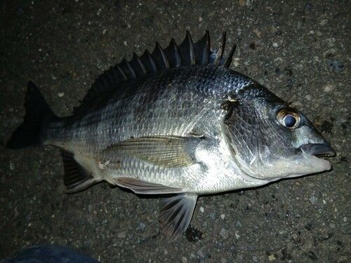 クロダイの釣果