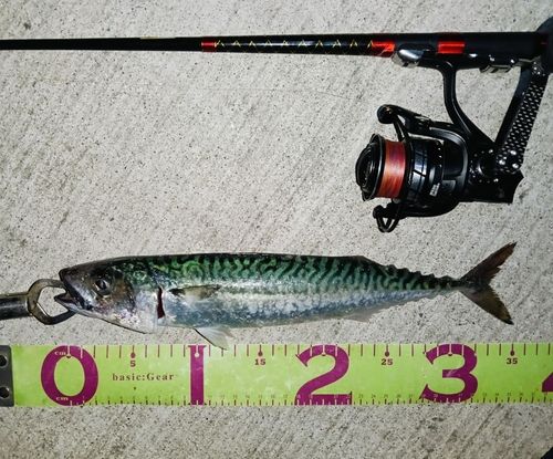 サバの釣果