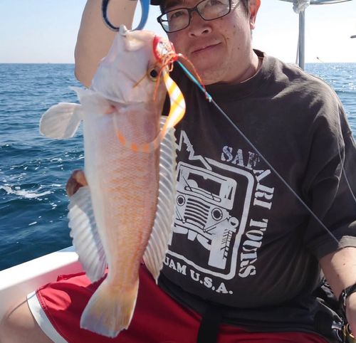 アマダイの釣果