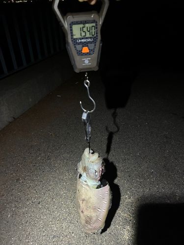 モンゴウイカの釣果