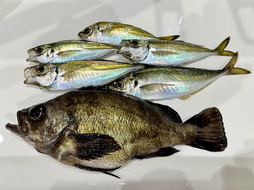 メバルの釣果