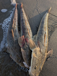 マゴチの釣果