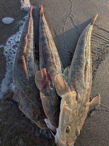 マゴチの釣果